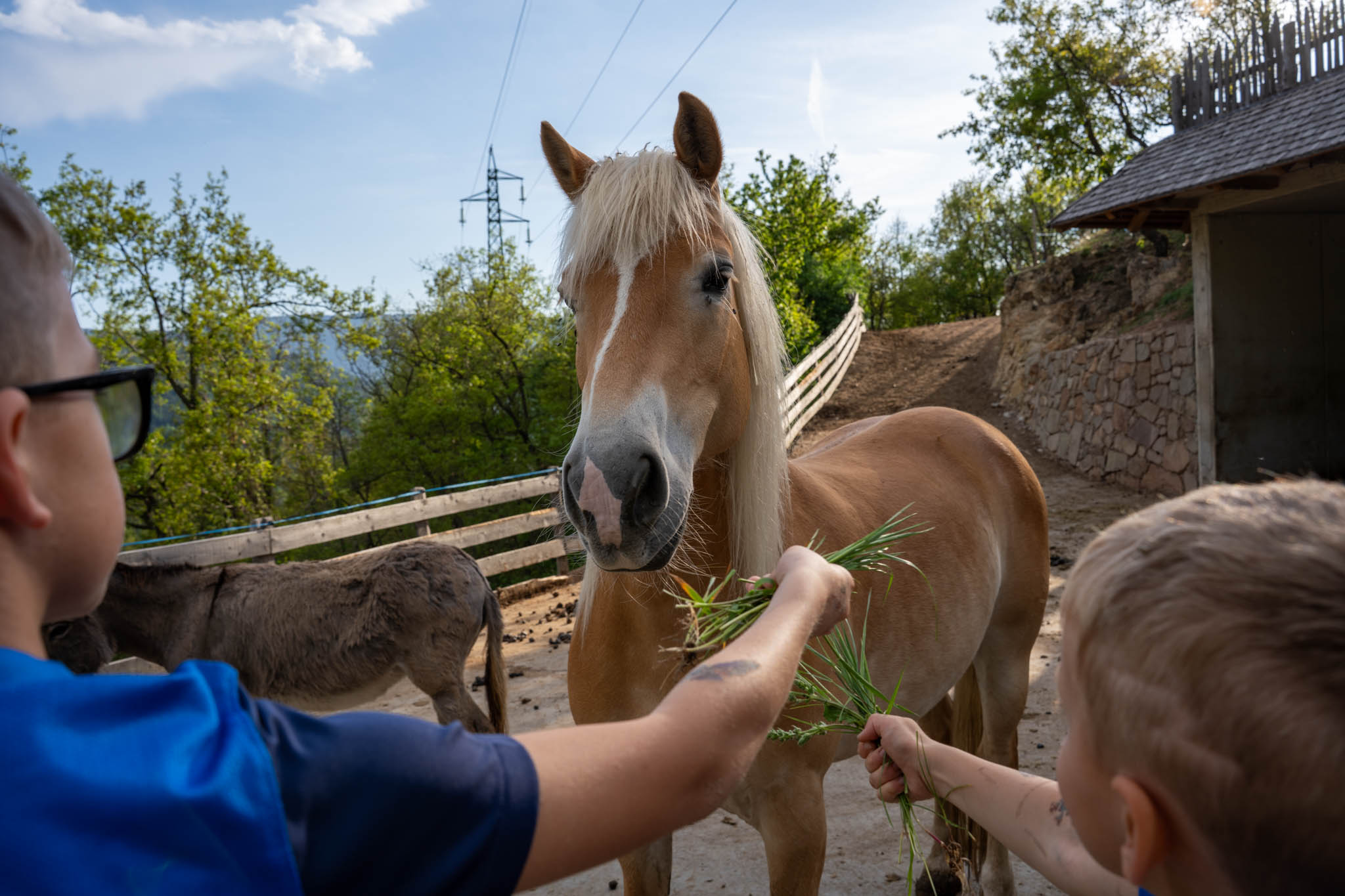 Reittiere füttern